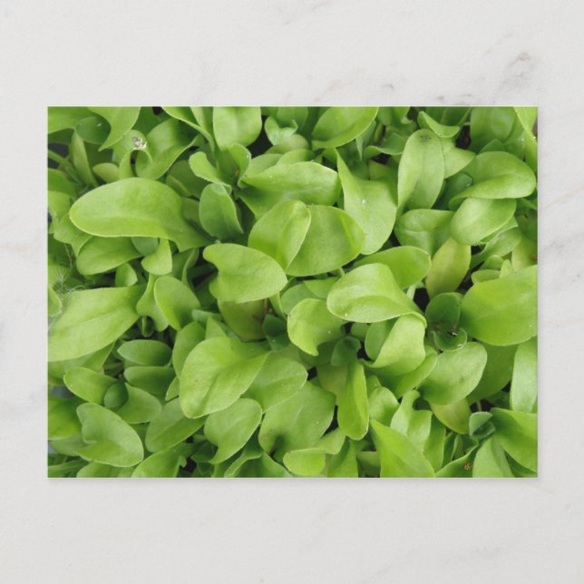 Marigold Seedlings vycard Vykort (Framsida)