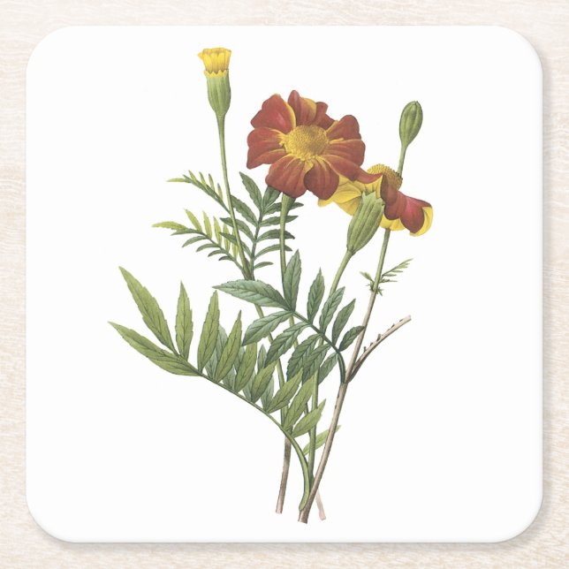 Marigold(Tagetes sp.) av Redouté Underlägg Papper Kvadrat (Framsidan)