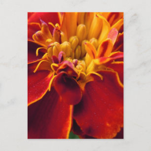 Marigold Up Close Vykort