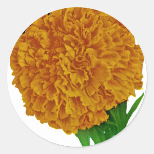 Marigold Vintage Seed Packet Runt Klistermärke