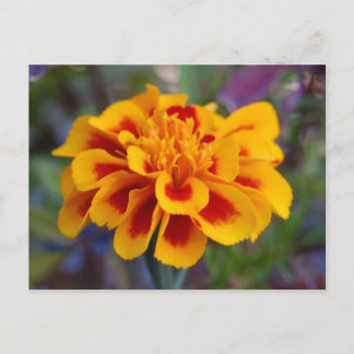 Marigold-vykort Vykort