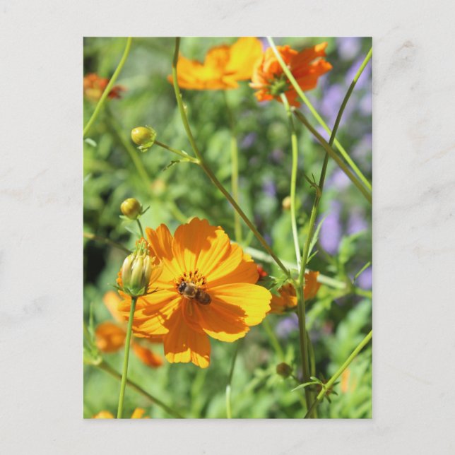 Marigolds # 6 vykort (Framsida)