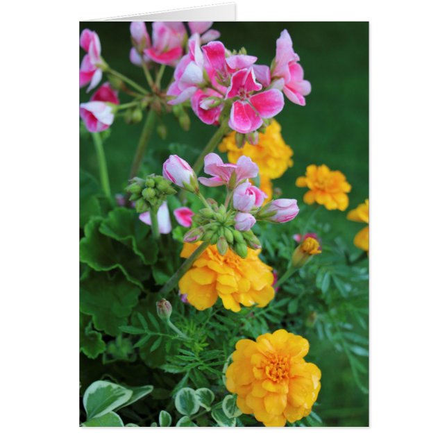 Marigolds and Geranium OBS Kort (Framsidan)