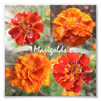 Marigolds Fototryck