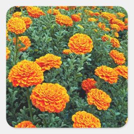 Marigolds Fyrkantigt Klistermärke