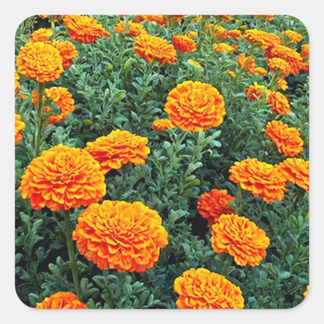 Marigolds Fyrkantigt Klistermärke (Framsida)