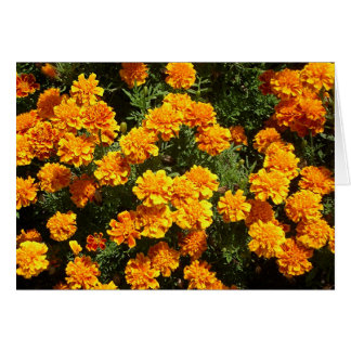 Marigolds Hälsningskort