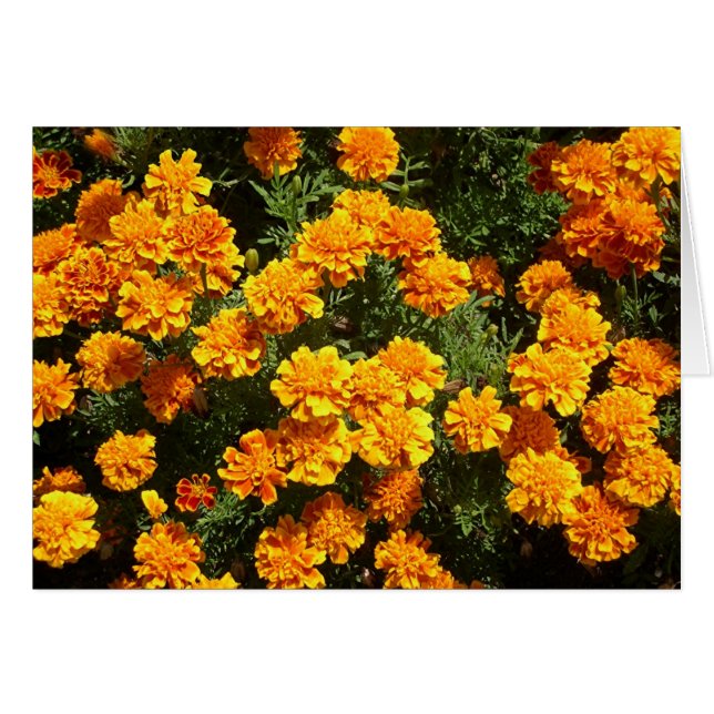 Marigolds Hälsningskort (Framsidan Horizontal)