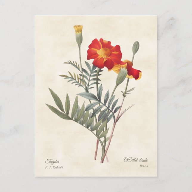 Marigolds Vintage Botanical Illustration Vykort (Framsida)