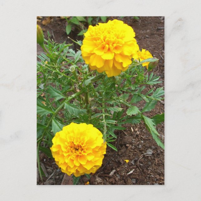 Marigolds Vykort (Framsida)