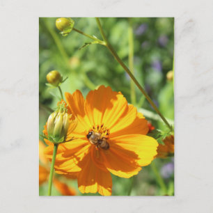 Marigolds w. Bee # 2 Vykort