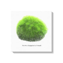 Marimo Moss Boll Hand plockade