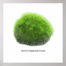 Marimo Moss Boll Hand plockade