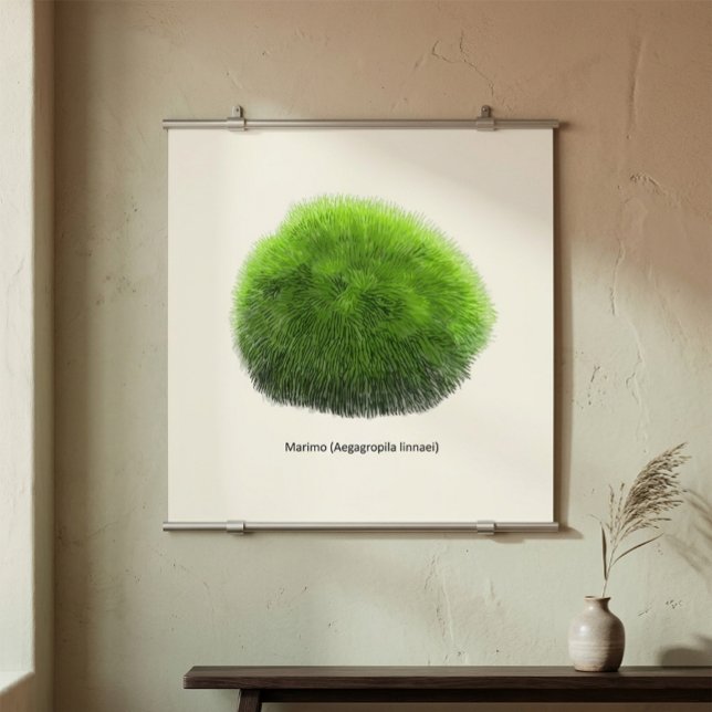Marimo Mossboll Handritad Poster (Skapare uppladdad)