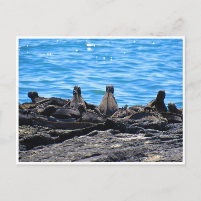 marin iguana vykort (Framsida)