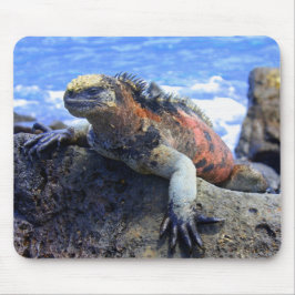 Marin- leguan musmatta