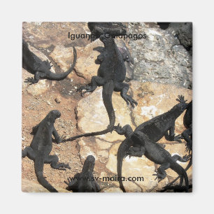 Marin- leguaner, Islas lasPlazas, Galapagos Magnet