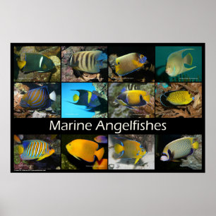 Marina Angelfishes Poster
