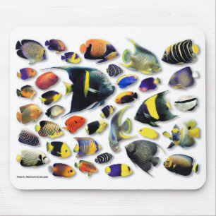 Marina angelfiskar musmatta