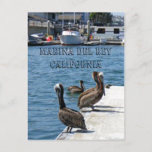 Marina Del Rey Belicans vykort! Vykort