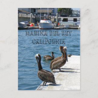Marina Del Rey Belicans vykort! Vykort
