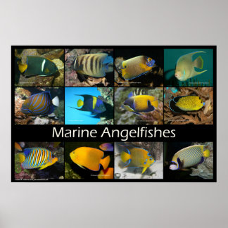 Marine Angelfish Poster