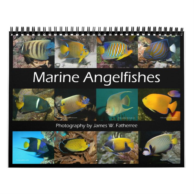 Marine Angelfishes Wall Calendar av J.W. Faderinna Kalender (Omslag)