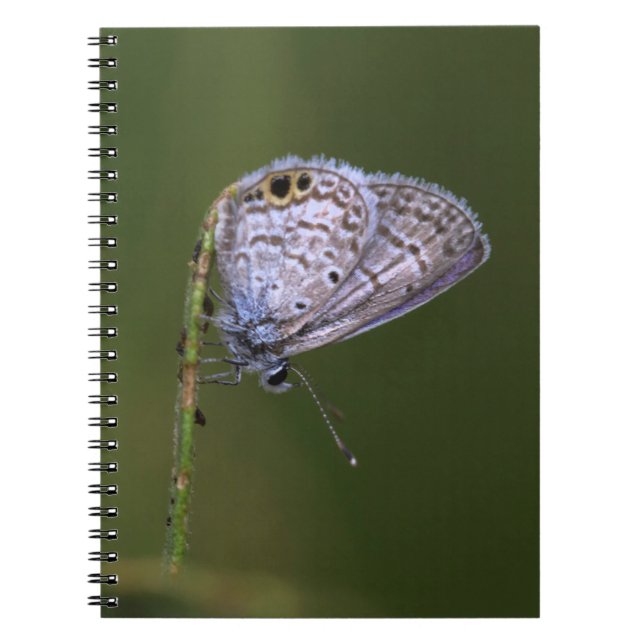 Marine Blue Butterfly Anteckningsbok (Framsidan)