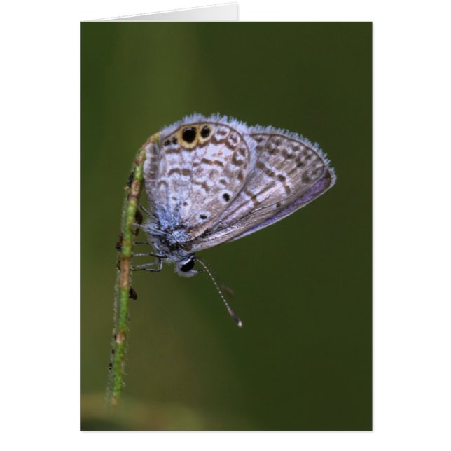 Marine Blue Butterfly Hälsningskort (Framsidan)