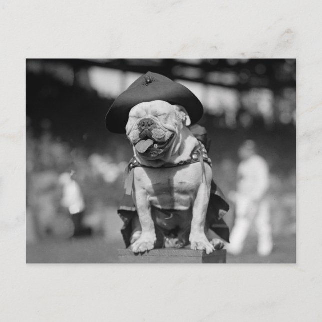 Marine Corps Mascot, 1920-talet Vykort (Framsida)