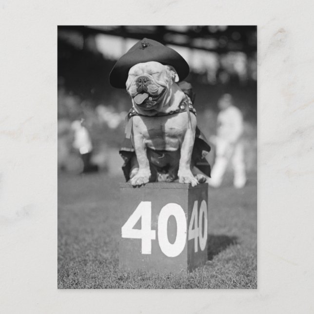 Marine Corps Mascot, 1920-talet Vykort (Framsida)