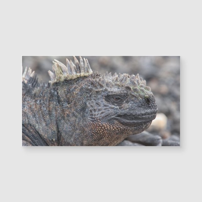 Marine Iguana (Framsida)