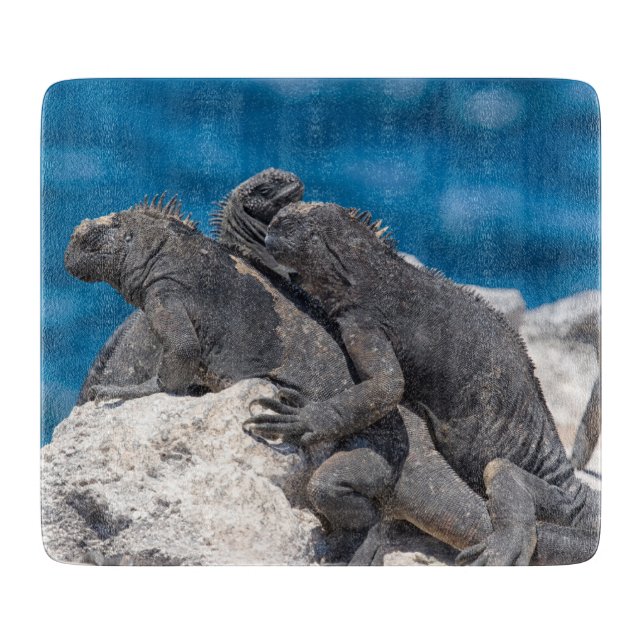 Marine Iguana (Framsidan)