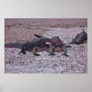 Marine Iguana Ansikte Av Poster