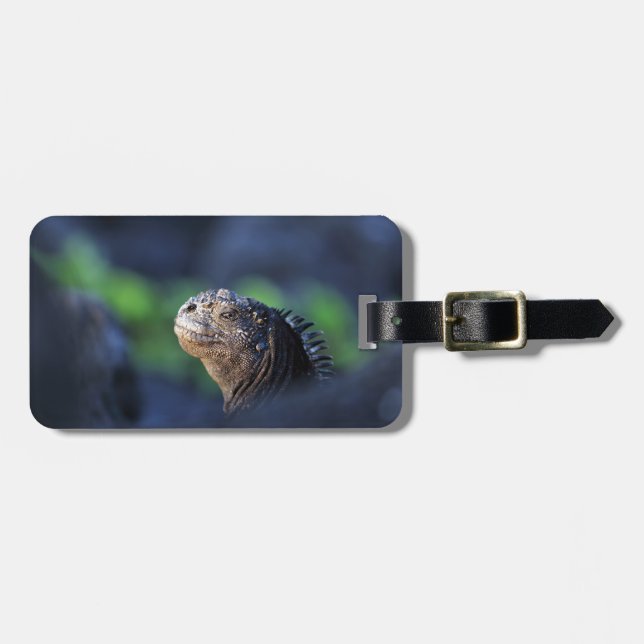 Marine iguana Galapagos-öarna Bagagebricka (Horisontell Framsida)