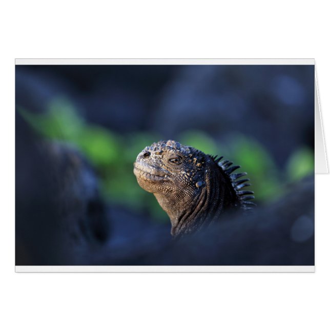 Marine iguana Galapagos-öarna Hälsningskort (Framsidan Horizontal)