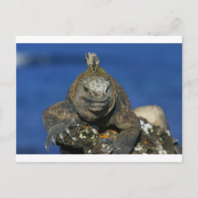 Marine iguana Galapagos-öarna Vykort (Framsida)