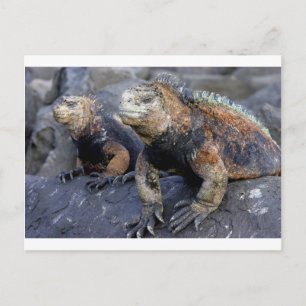 Marine iguana Galapagos San Cristobal Vykort