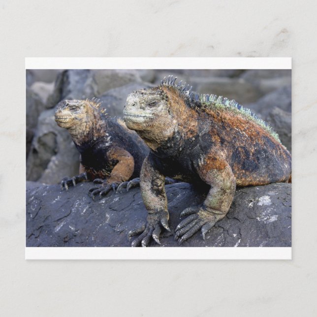 Marine iguana Galapagos San Cristobal Vykort (Framsida)