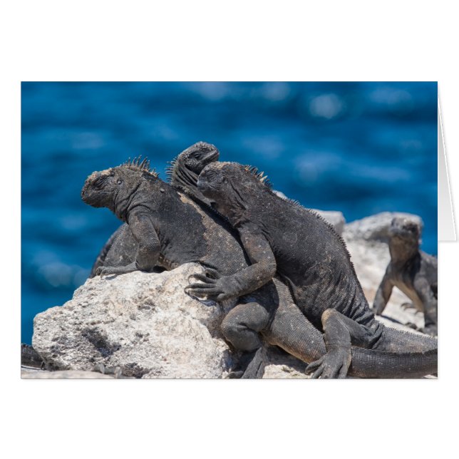 Marine Iguana Hälsningskort (Framsidan Horizontal)