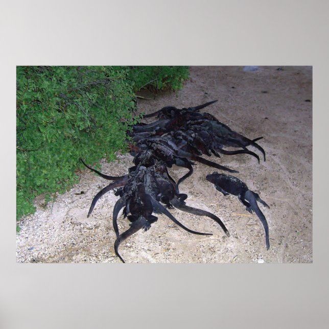 Marine Iguana Pile Poster (Framsidan)