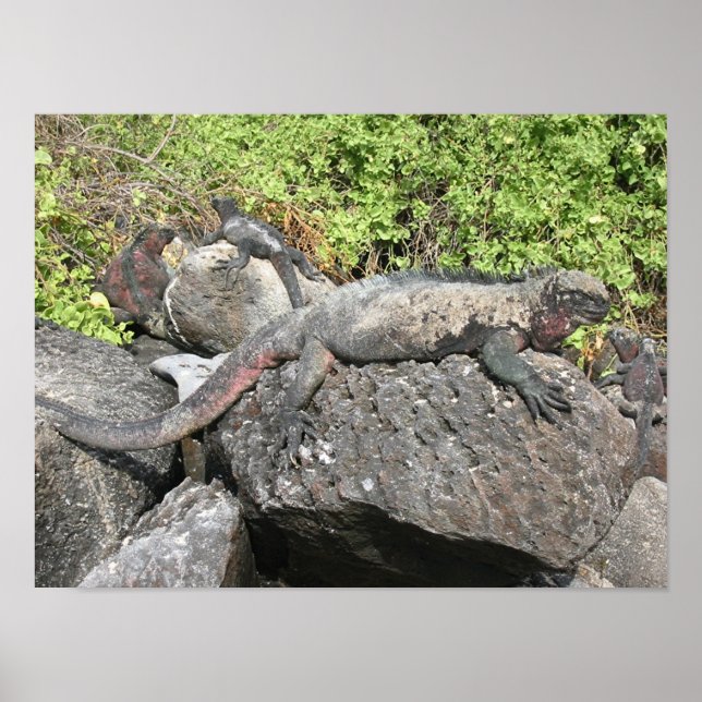 Marine Iguana Poster (Framsidan)