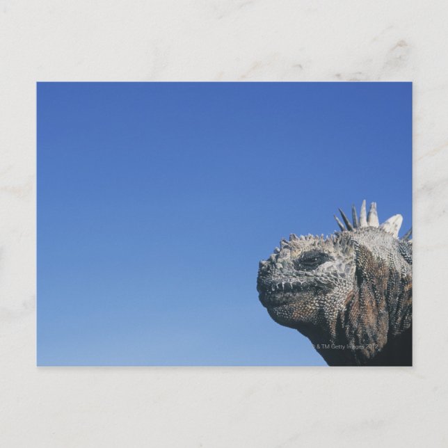 Marine Iguana Vykort (Framsida)