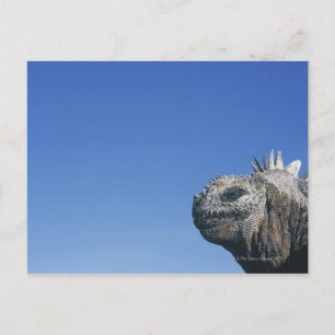 Marine Iguana Vykort