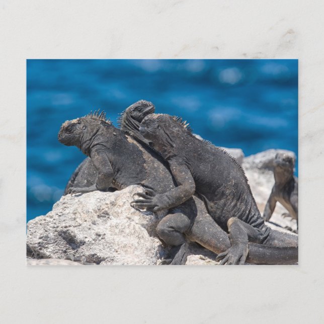 Marine Iguana Vykort (Framsida)
