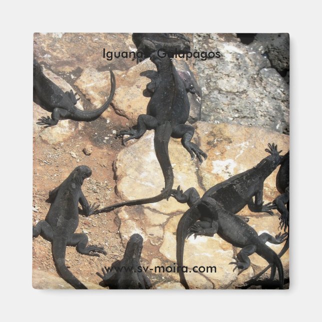 Marine Iguanas, Islas las Plazas, Galapagos Magnet (Framsidan)