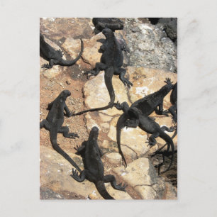 Marine Iguanas, Islas las Plazas, Galapagos Vykort