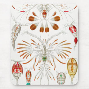 Marine Life Crustaceans, Copepoda av Ernst Haeckel Musmatta
