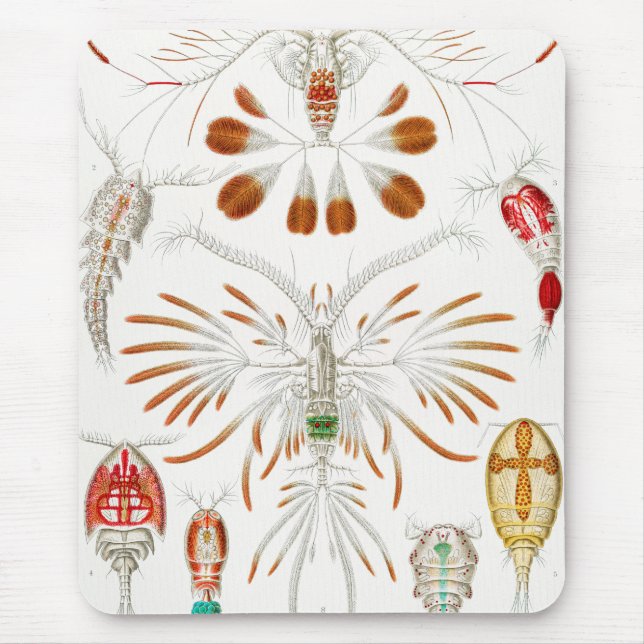 Marine Life Crustaceans, Copepoda av Ernst Haeckel Musmatta (Framsidan)