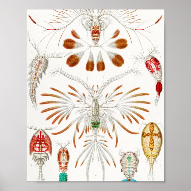 Marine Life Crustaceans, Copepoda av Ernst Haeckel Poster (Framsidan)